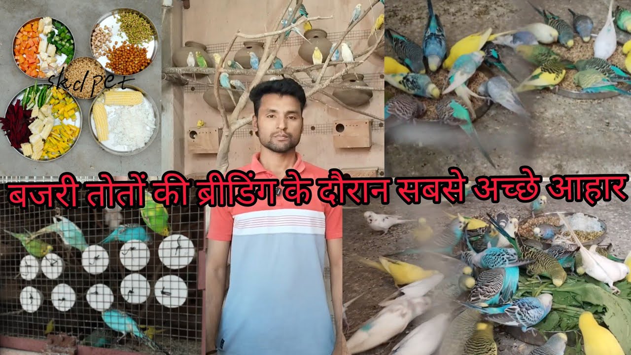 Photo inspiration: Budgie Parrot Diet Plan During Breeding Season Photo Inspiration