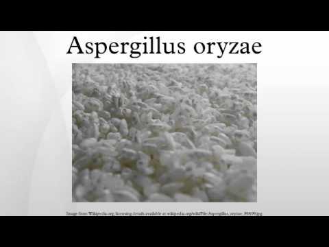 Aspergillus oryzae