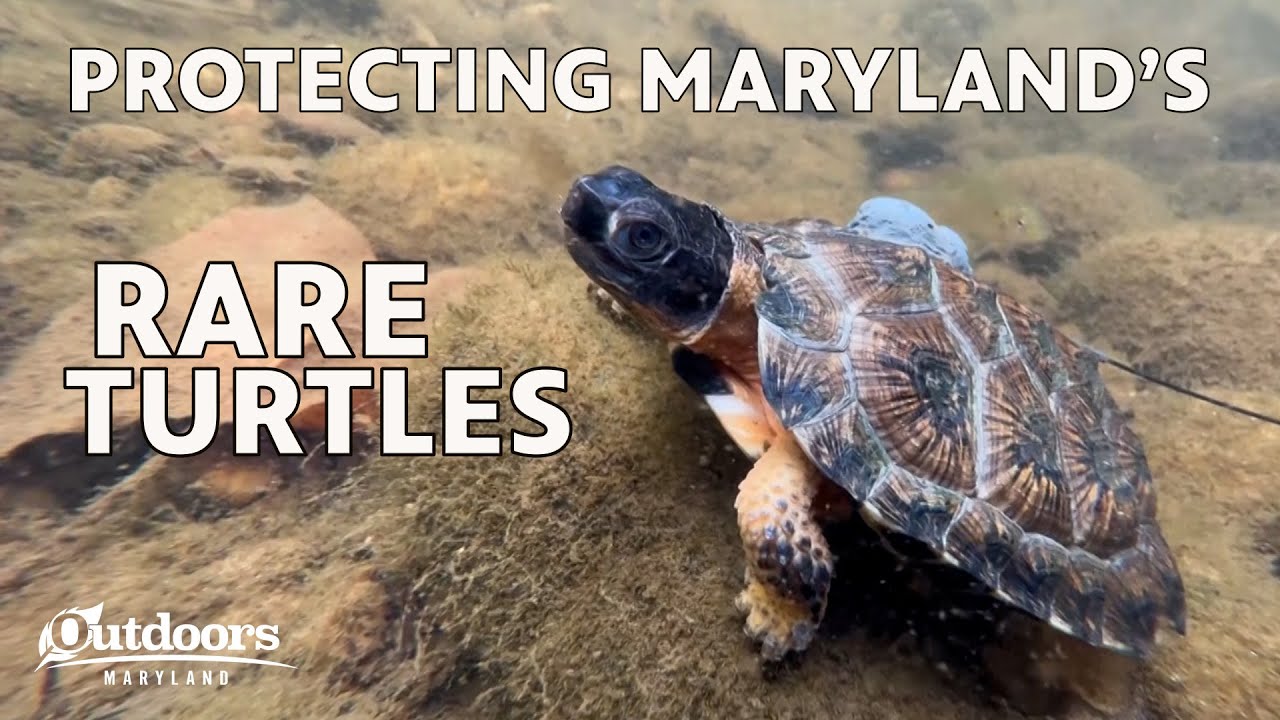 How are Scientists Protecting Maryland's Rare Turtles? | Outdoors Maryland
