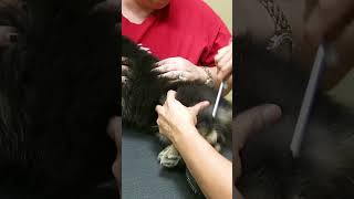 Brush Comb Repeat on Your Dog Starting at 3 months old by My Favorite Groomer 801 views 2 months ago 1 minute, 3 seconds