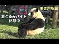 【結浜🎀鳴き声❣️保存版1/25】鳴き声/人間⁉️🐼着ぐるみバイト休憩中/壺湯でお昼寝/パンダ/アドベンチャーワールド #ぽめぱん #PandaChannelbypomeranianfilm