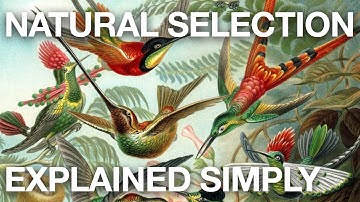 Natural Selection - Explained Simply