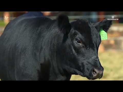 LOTE 13   TAT TE3858 F Angus