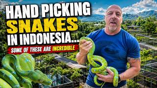 Hand Picking Snakes at an Indonesia Reptile Farm… Some of These Are Incredible