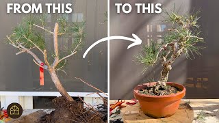 How to Turn 3 Ugly Pines into Decent Starter Bonsai Material by Bonsai Heirloom 8,505 views 1 month ago 14 minutes, 34 seconds