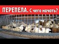 ПЕРЕПЕЛА \ С чего начать?