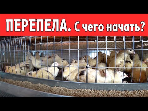 Видео: Этика содержания домашних птиц / птиц в клетках