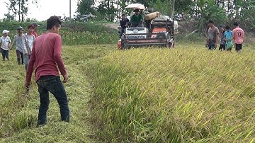 BẮT CHUỘT ĐỒNG MÙA GẶT LÚA Ở QUÊ TÔI - TT553