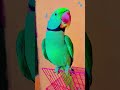 papa ko kaise bulate hain #parrot #trending #talkingparrot #funnybird #birds #superbparrot #reels 🦜😺