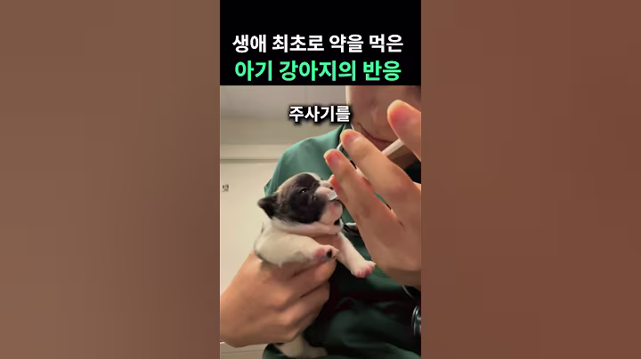 생애 최초로 약을 먹은 아기 강아지의 반응 ㅋㅋ