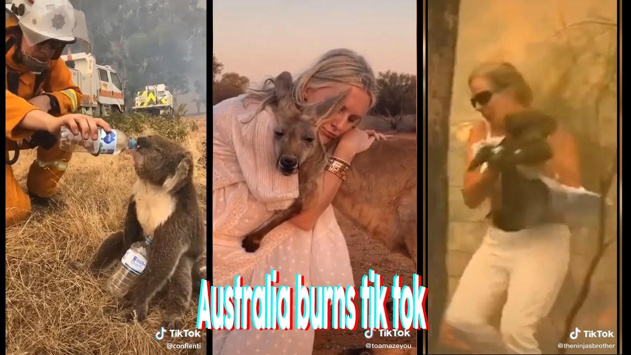 Australia burns tik tok compilation YouTube