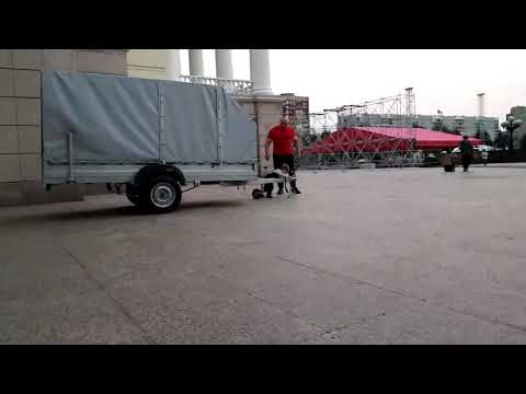 მამუკა მჭედლიშვილის ბიჭი