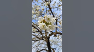 Thumbnail of This is love🌸#cherry #flowers #love #lovestatus #song #shorts #shortvideo #short #subscribe #short