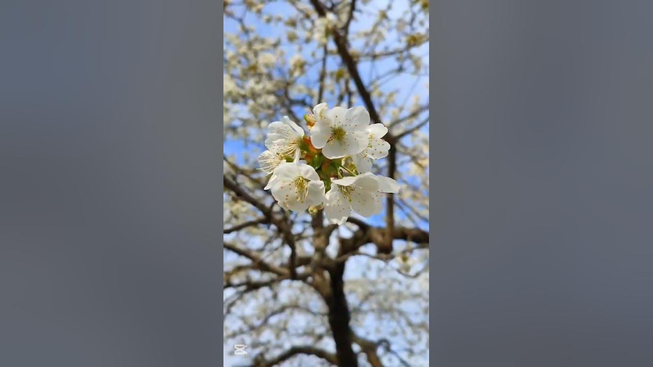 This is love๐ธ#cherry #flowers #love #lovestatus #song #shorts #shortvideo #short #subscribe #short This is love๐ธ#cherry #flowers #love #lovestatus #song #shorts #shortvideo #short #subscribe #short