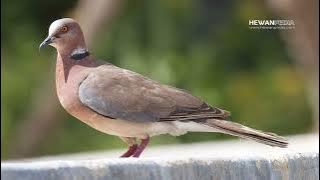 suara pikat burung puter geni gacor 100% pasti datang durasi panjang 15.58