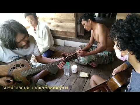 นางฟ้าดอกปุด  : เอนก  ร็อคพันธุ์ทาง