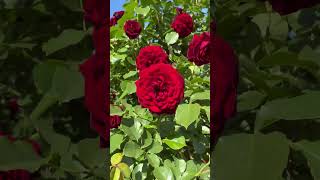 Beautiful Red Roses ❤️ #flowers #springdiaries #viral #rose #nature #garden #gardening #love #nature