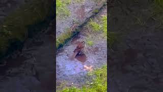 Birdscaping white throated sparrow bathing tire track in mud puddle.￼￼￼