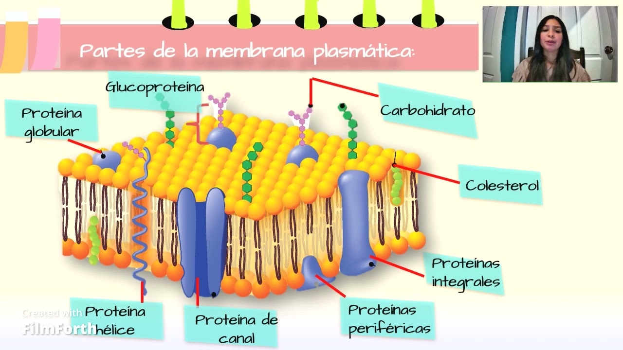 Cual es la funcion de la membrana plasmatica