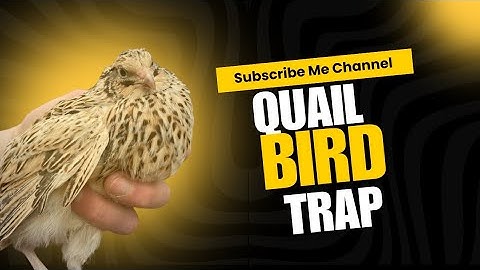 Creative Quail Bird Trap Make From Cardboard Box 📦 Bass|Quail trapping video #wildlife #birds #trap