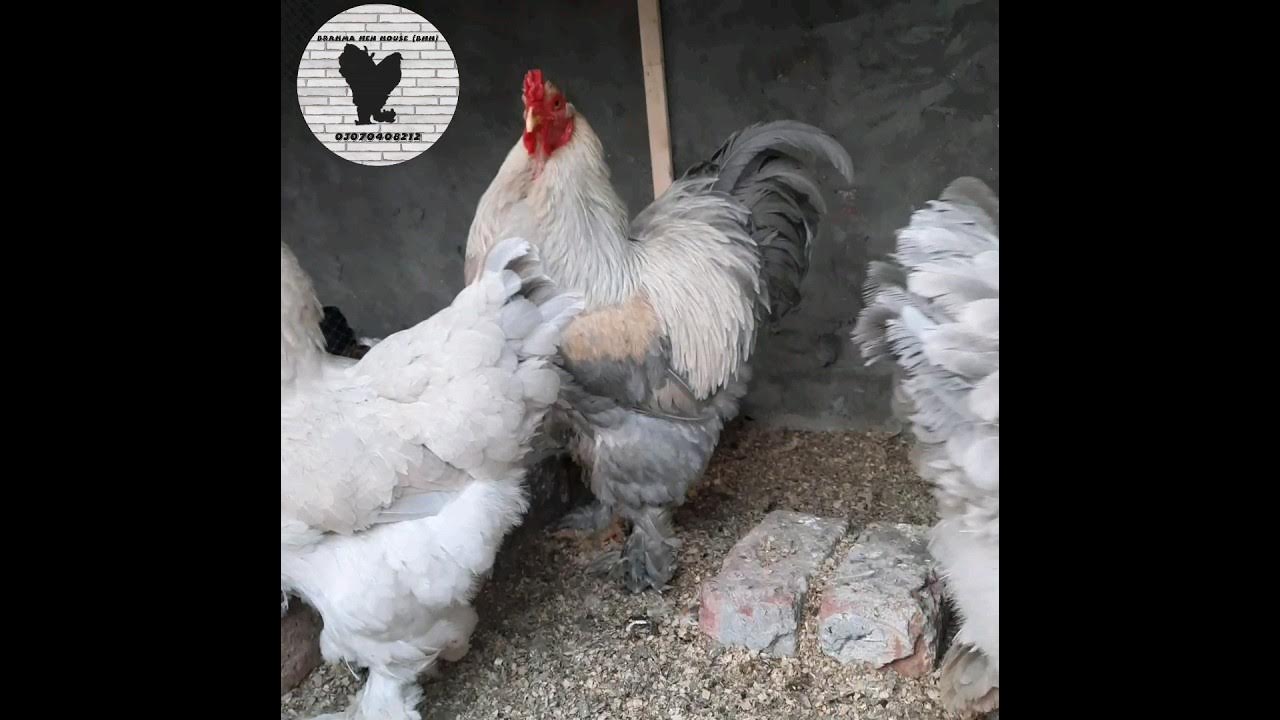 || Brahma isabel || #isabel_brahma #brahma #shorts - YouTube