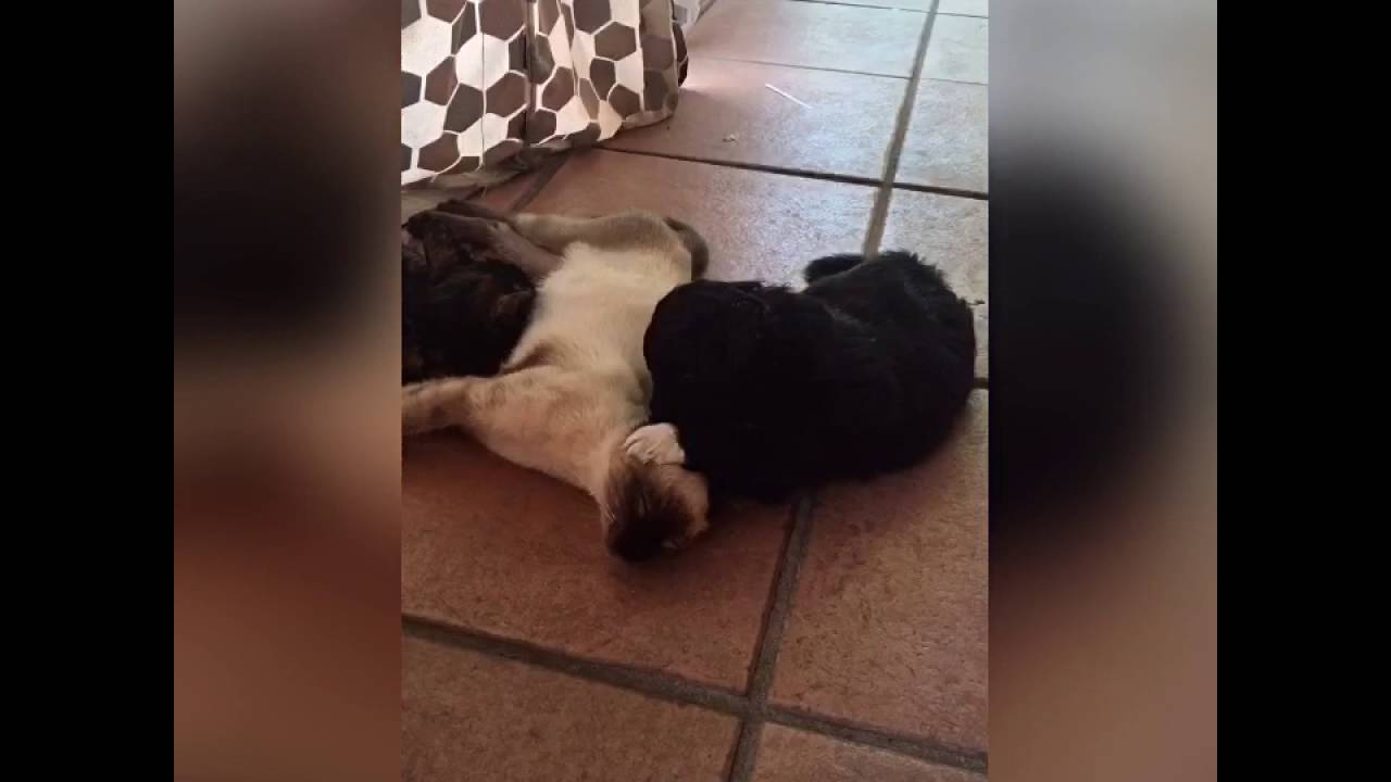 Divertida pelea animal