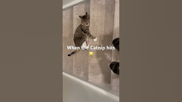 When the catnip hits 😂😂