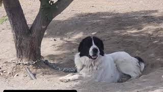 Adopt Pyrenees Mix Ross Rescued from Chain in CA // Dog Gone Seattle