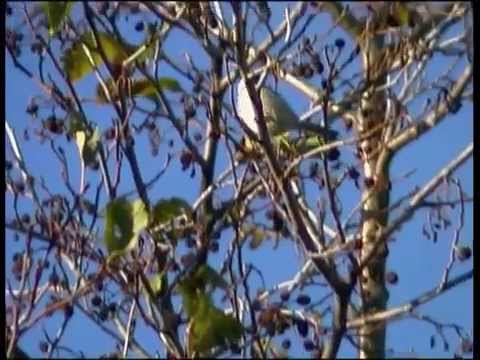Entita / Poecile palustris / Marsh Tit  / ljud-sound