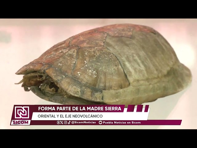 🌵 Tehuacán-Cuicatlán: un tesoro natural de México lleno de biodiversidad