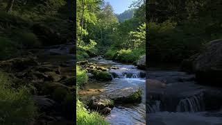 Hidden Forest Stream | Peaceful Nature Melody & Mountain Creek Sounds #forest #naturemusic #river