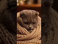 Comfy Cat in Blanket #asmr #lifeisbutadream #nature #travel
