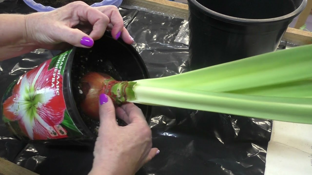 Гиппеаструм Минерва нарастил большие корни. Пересадка в горшок большого объема