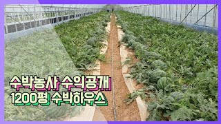 수박농사하우스1200평 수익 공개 수박 크게 키우는법