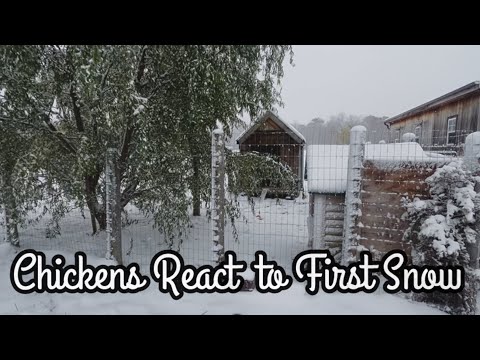 Chickens React to Seeing their First Snow! ⛄️