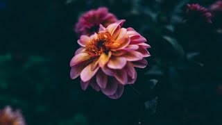 Halmax Vlog Live Stream Relaxing Music To Sleep