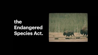 The Endangered Species Act Is Under Attack. Can It Be Saved?
