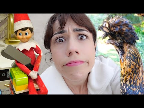 Chicken Drama, Elf On The Shelf Magic, & My Advent Calender!
