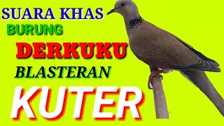 Anggungan Burung Puter ,Dekukur Blasteran Puter Inilah Jadinya Suaranya....