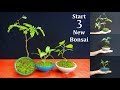 How to Start Bonsai | Starting Three New Bonsai Trees | Bonsai care for Beginners // GREEN PLANTS