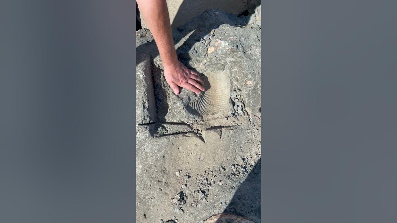 Редкая находка 🦪🐚🦪 - YouTube