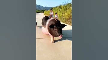 Suhao và Tony cưỡi heo đi chơi #shorts