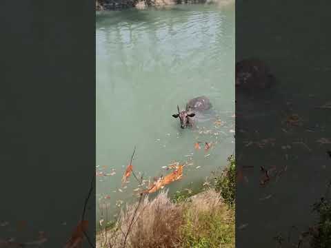 Video: Je, nilgai ina ladha nzuri?