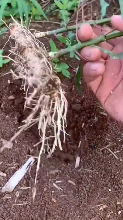 Cassava planting using the buried/reservoir system