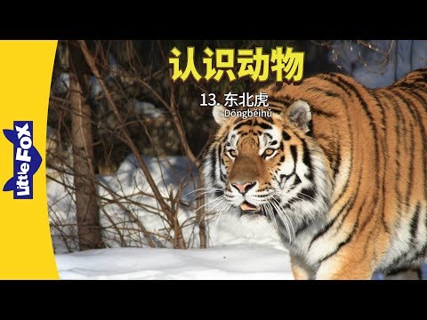 Meet the Animals 13: Siberian Tiger (认识动物 13：东北虎) | Animals | Chinese | By Little Fox