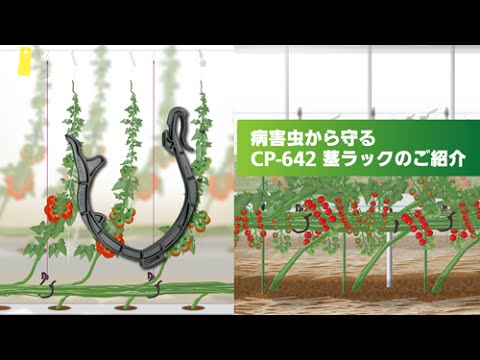 くきたっち 茎誘引クリップ3cm 500p トマト キュウリ メロン 誘引資材 National Parameters Mofep Gov Gh