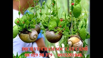 Mười sang]] dịch vụ cắt cỏ, trồng cây xanh sân vườn quận 11.tphcm