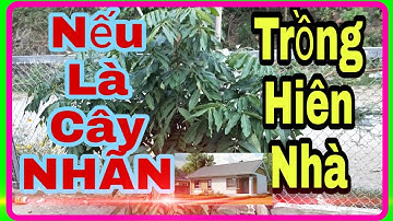 Nếu Là Cây Nhãn Bạn Trồng Hiên Nhà - P1 || Vườn cây ăn trái vlog
