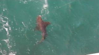 Shark on 7 mile bridge - Florida Keys