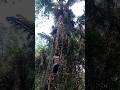 Pemasangan tangga untuk memanjat pohon aren